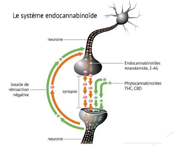 système endocannabinoïde et neuronal